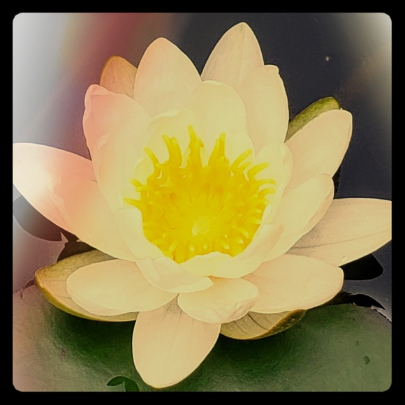 Meet your Posher, Cutie - Picture 1 of 1